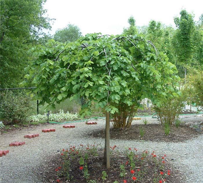 Plant photo of: Ulmus glabra 'Camperdownii'