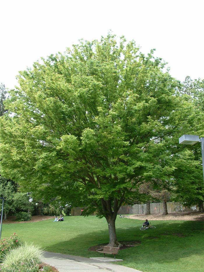 Saw-Leaf or Japanese Zelkova