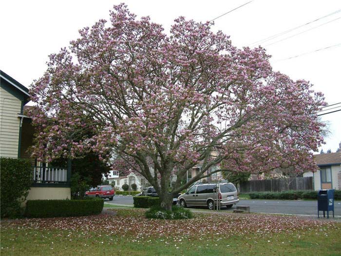 Magnolia X soulangiana