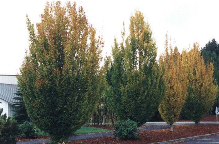 Carpinus betulus 'Fastigiata'