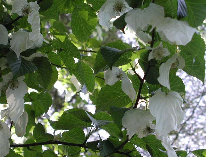 Davidia involucrata