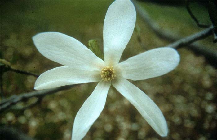 Magnolia salicifolia