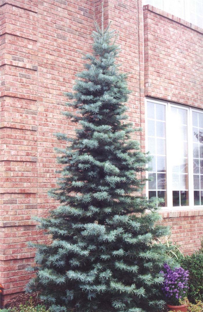 Plant photo of: Abies grandis