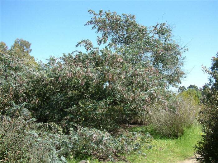 Acacia baileyana