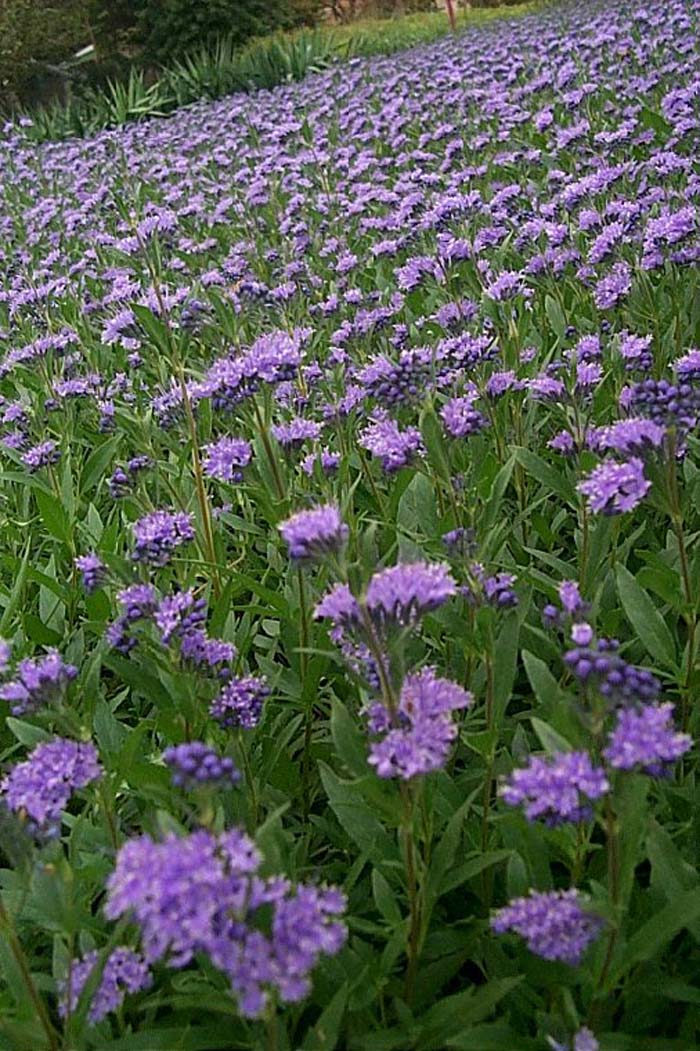 Plant photo of: Caryopteris X clandonensis