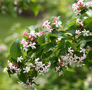 Fragrant Plants