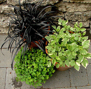 Container Plants