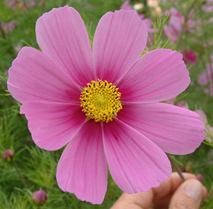 Cut Flowers