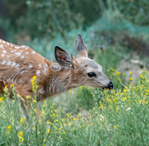 Deer Resistant